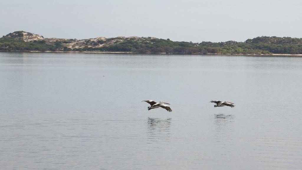 מלון Australind Tourist Park מראה חיצוני תמונה